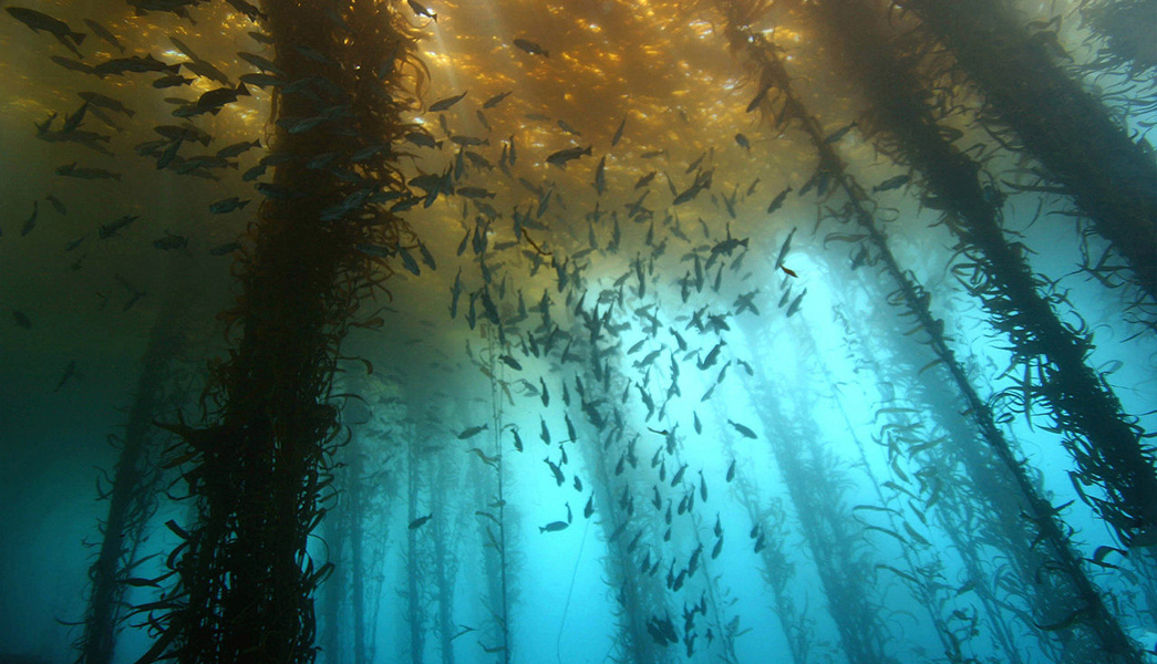 Pile of Fish in a kelpforest