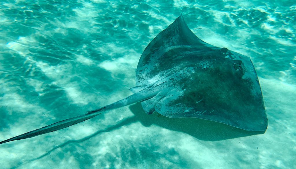 Südlicher Stechrochen