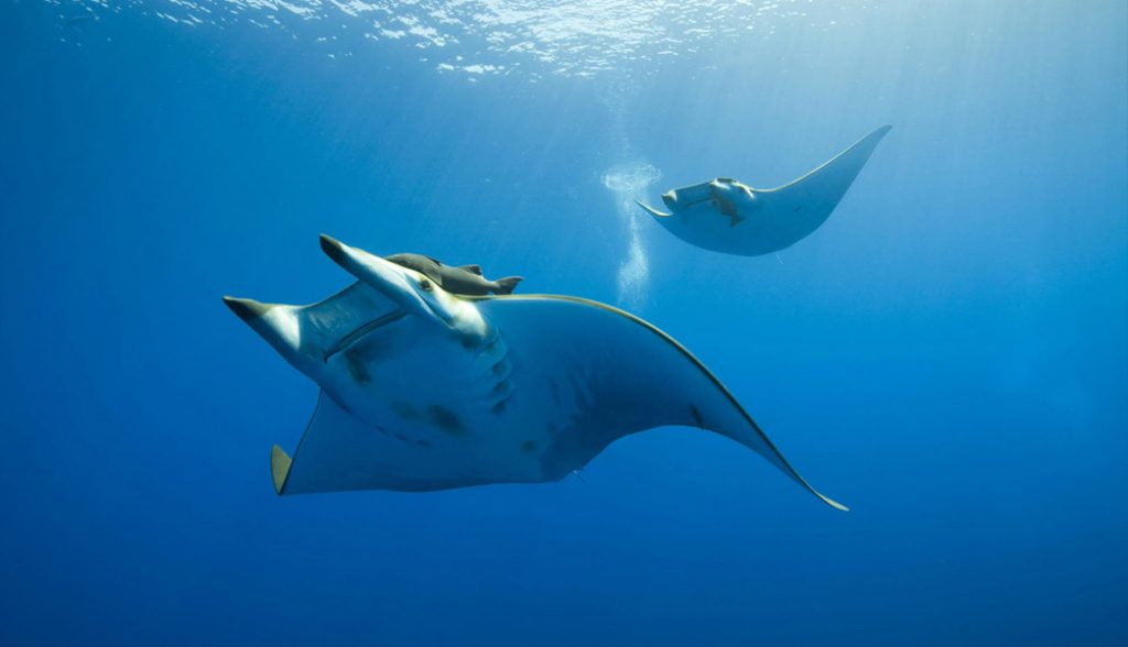 Mantarochen