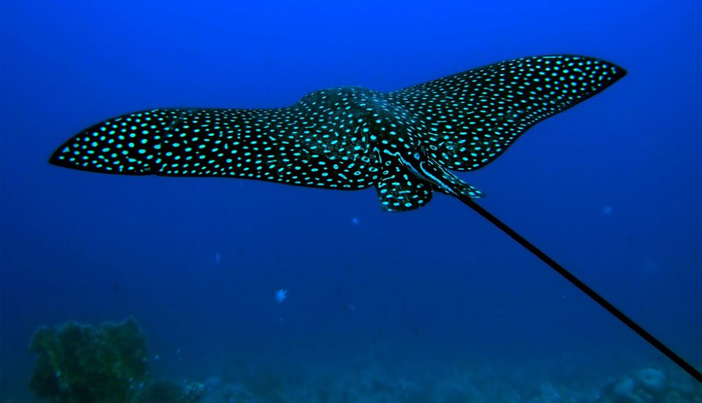 Gefleckter Adlerrochen