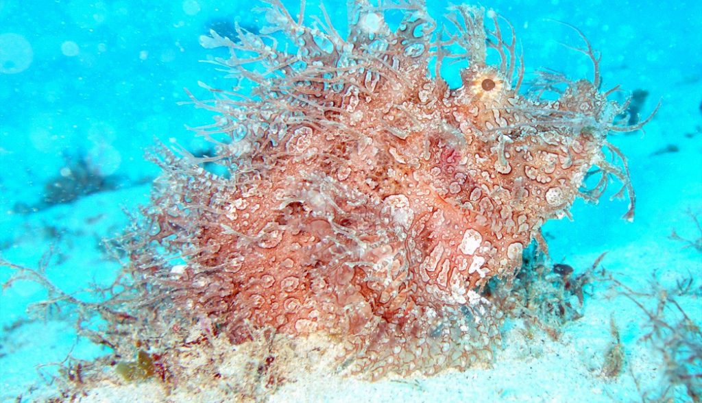 Tentakel-Drachenkopf